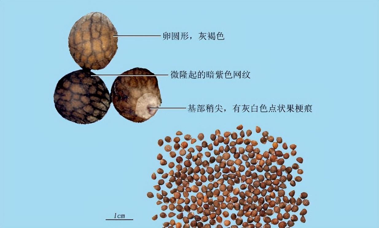 紫苏子的性状、炮制和药理作用详解，含有益智和降血脂特性