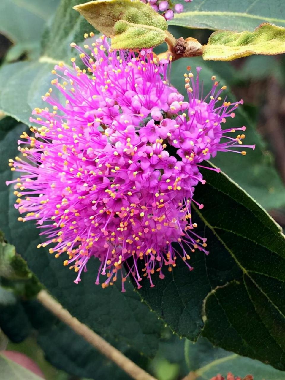 植物撞脸大揭秘！再力花VS梭鱼草、紫珠草VS杜虹花、文殊兰VS蜘蛛兰