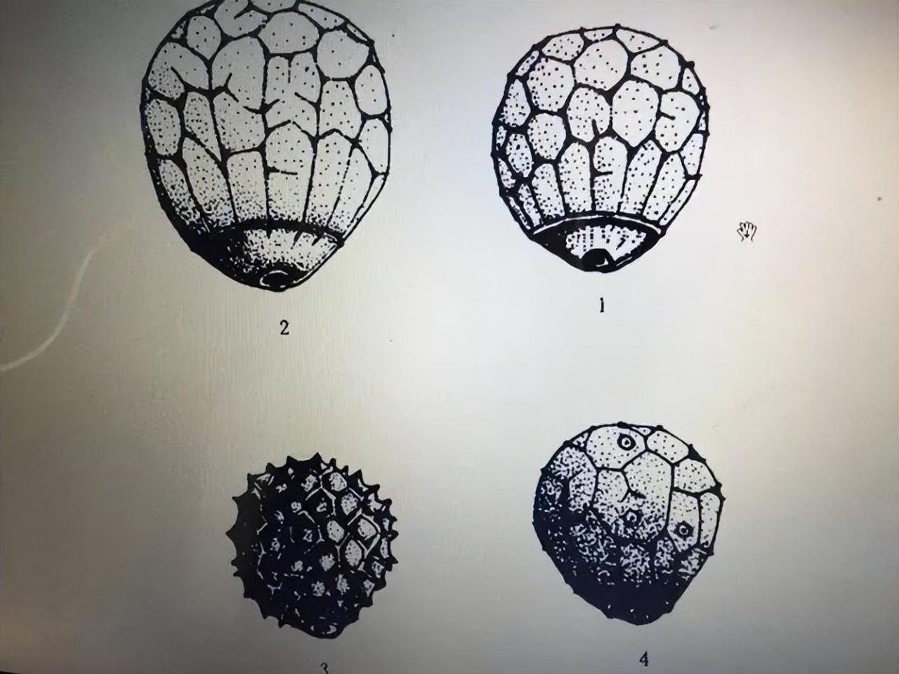 紫苏子的性状、炮制和药理作用详解，含有益智和降血脂特性