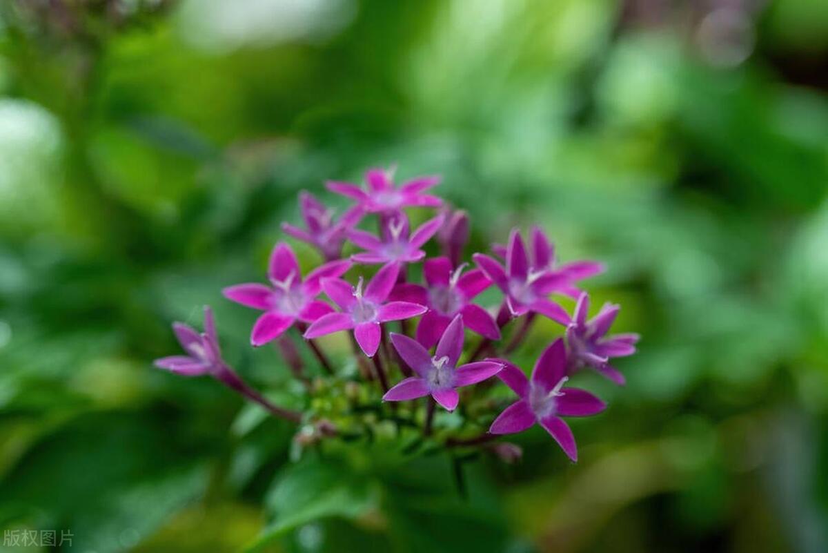 五星花：热带精灵，独树一帜的盆栽装饰之选