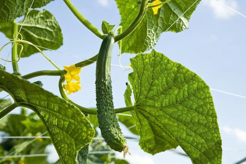 反季节蔬菜到底怎么选？营养价值如何？蔬菜安全问题揭秘！