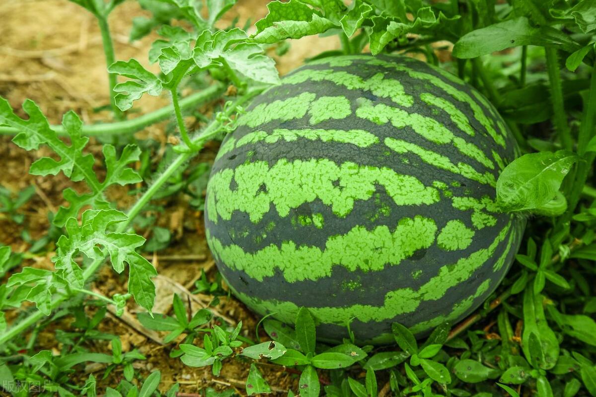 种植西瓜的时间和方法，一年四季都能享用自家种植的新鲜西瓜