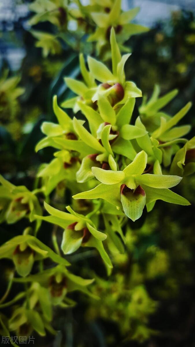 图片[1]-夏季石斛兰（Dendrobium）的养护技巧，让花朵更美丽！-安远脐橙网-江西赣南脐橙批发、零售、代理综合信息平台