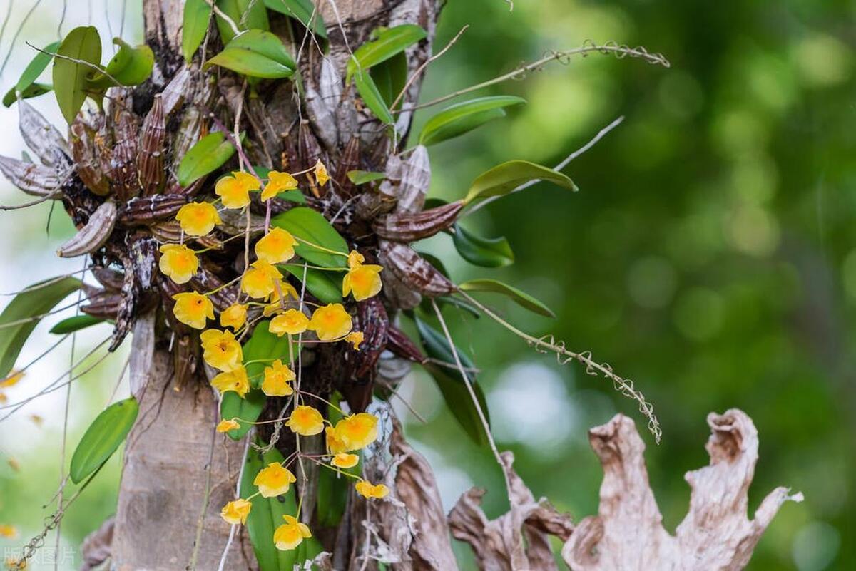 图片[2]-夏季石斛兰（Dendrobium）的养护技巧，让花朵更美丽！-安远脐橙网-江西赣南脐橙批发、零售、代理综合信息平台