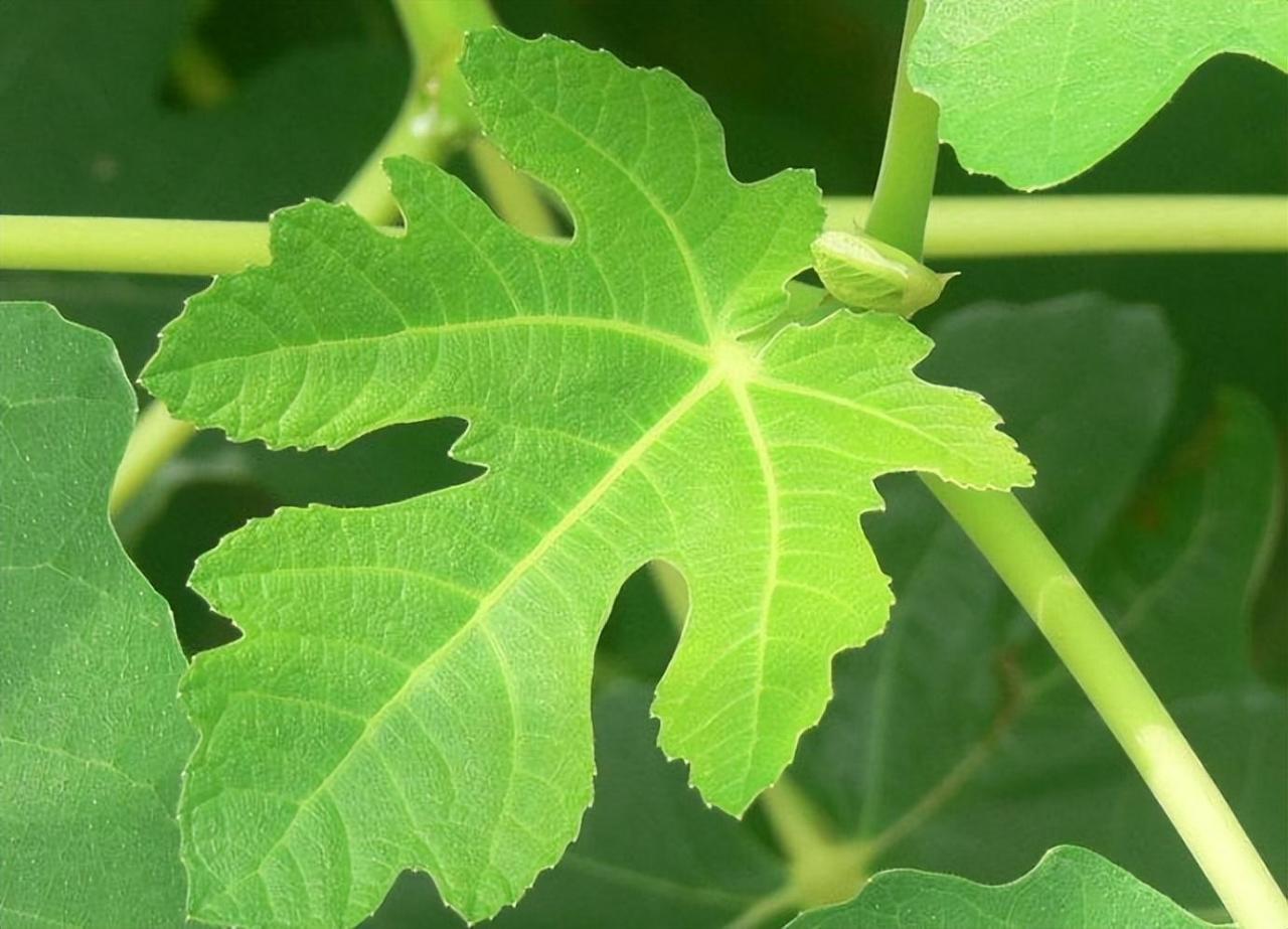 图片[10]-盆栽无花果种植技巧，阳台庭院也能丰收-安远脐橙网-江西赣南脐橙批发、零售、代理综合信息平台