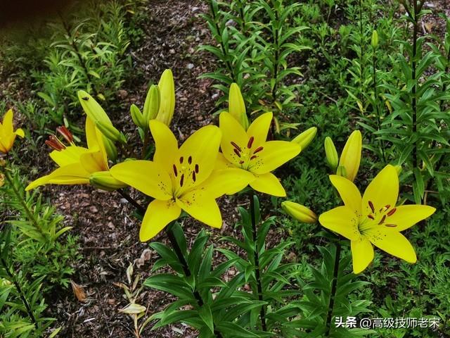 种植百合花的技巧和注意事项，助你成功栽培百合花