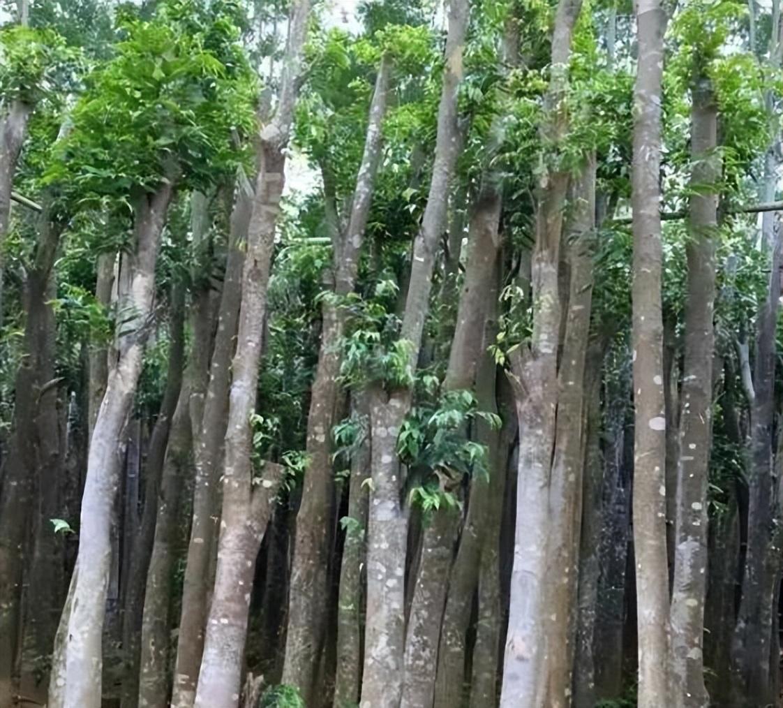 图片[5]-珍贵稀有的沉香树与沉香之间的关系及市场现状-安远脐橙网-江西赣南脐橙批发、零售、代理综合信息平台