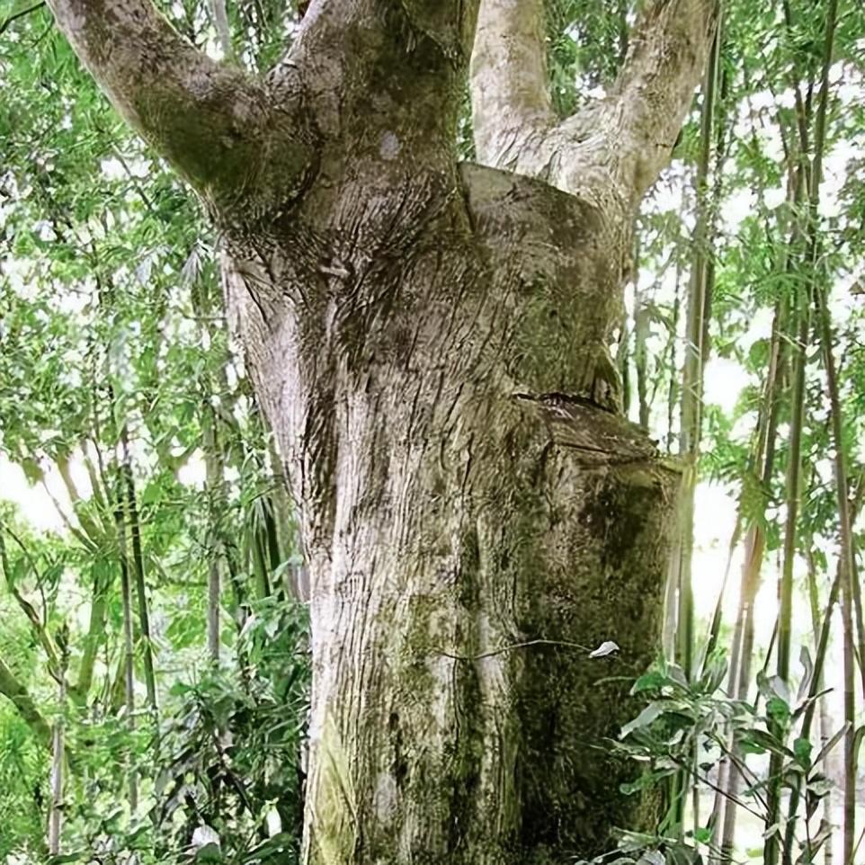 图片[3]-珍贵稀有的沉香树与沉香之间的关系及市场现状-安远脐橙网-江西赣南脐橙批发、零售、代理综合信息平台