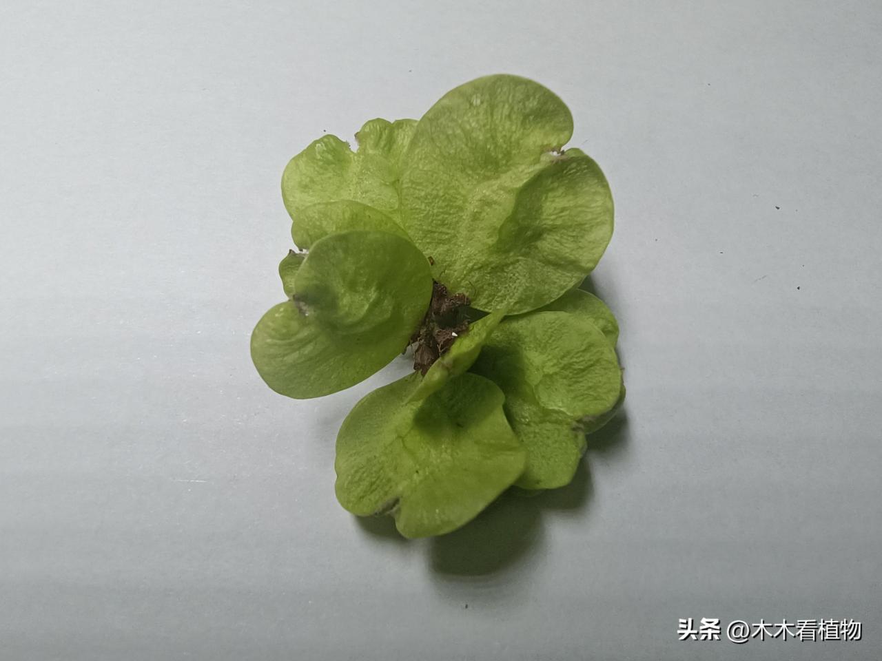 榆钱的花与果实形态揭秘！含铁量超菠菜，吃了可有“余钱”！