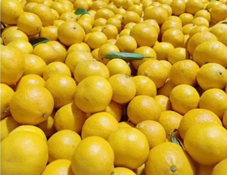宁波象山新鲜柑橘上市，品尝红美人与黄美人背后的故事