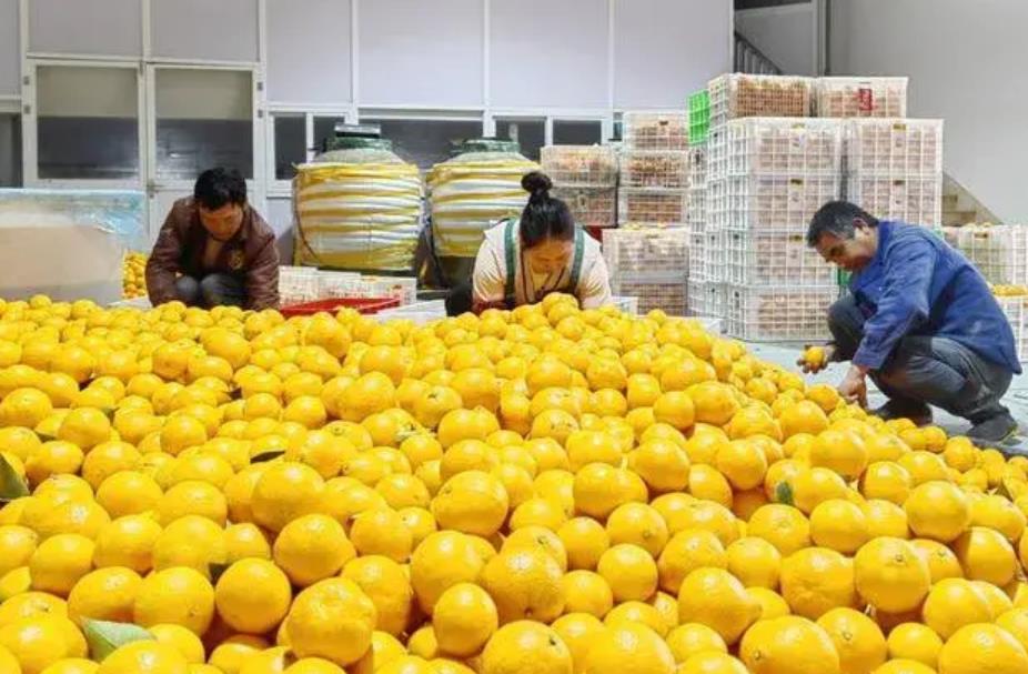 宁波象山新鲜柑橘上市，品尝红美人与黄美人背后的故事
