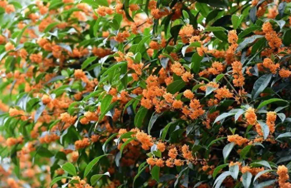 中国传统十大花卉之一的桂花品种解析，丹桂、金桂、银桂和四季桂哪个更适合你的园林？-安远脐橙