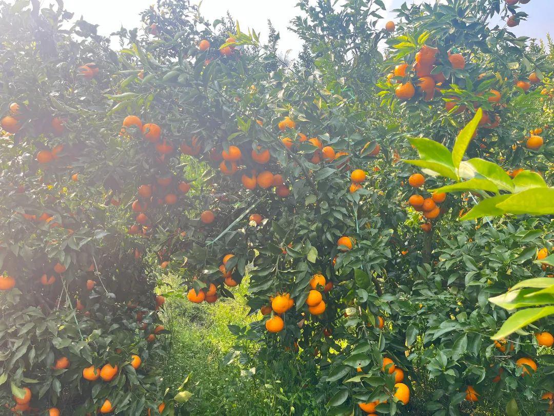 阳春三月，芒棒镇张家村柑橘丰收，乡村振兴引来甜蜜时刻