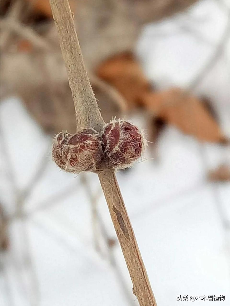 榆钱的花与果实形态揭秘！含铁量超菠菜，吃了可有“余钱”！