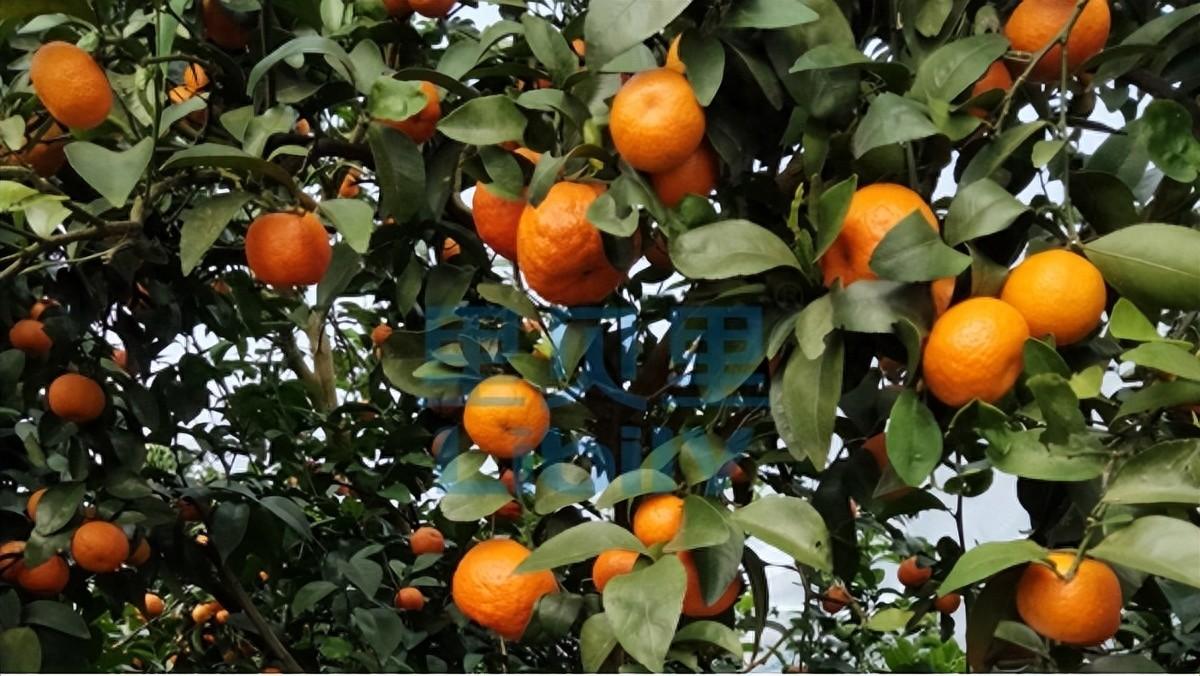 柑橘全年施肥技巧大揭秘！春梢期到快速膨大期，应如何施肥？-安远脐橙