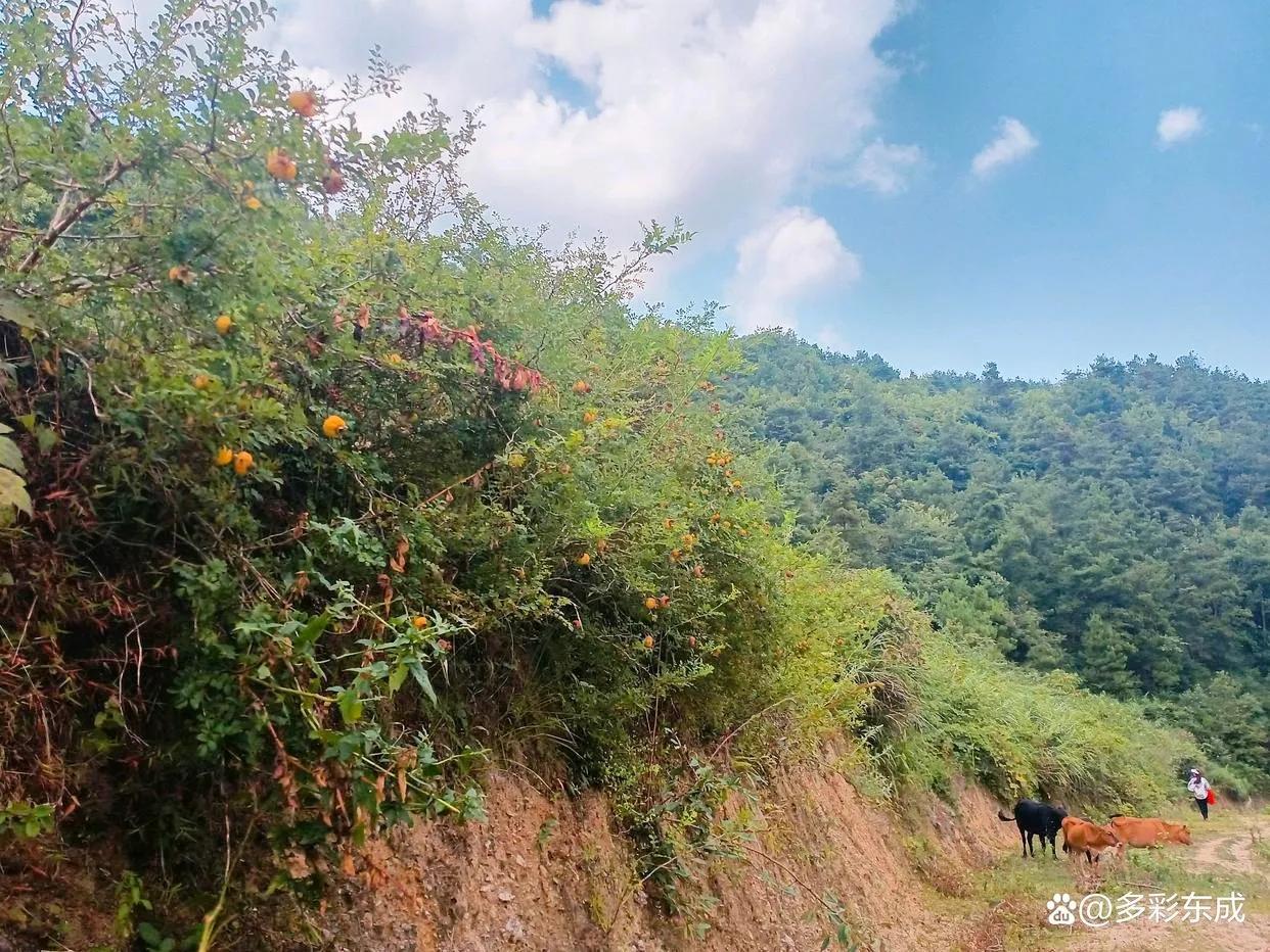 贵州野生刺梨：营养丰富又珍贵，探寻山区宝藏的美好之旅！