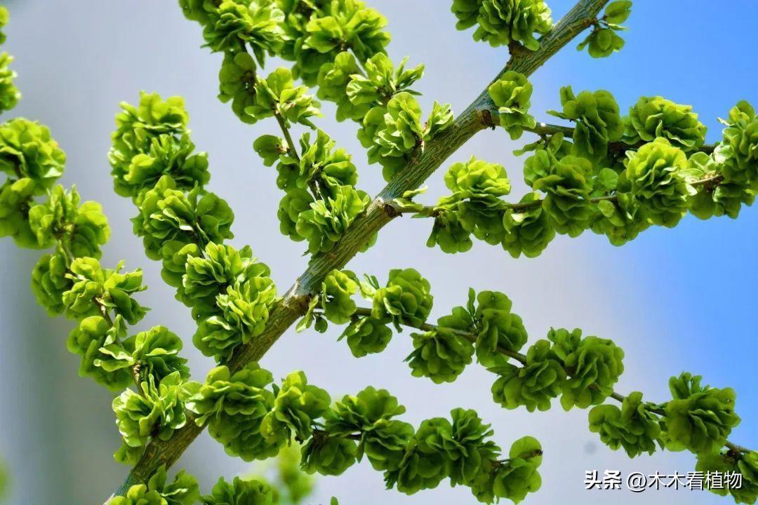 榆钱的花与果实形态揭秘！含铁量超菠菜，吃了可有“余钱”！