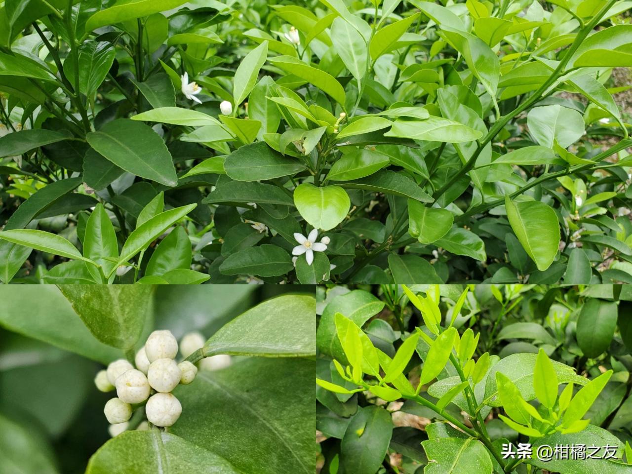 柑橘树春梢过多过旺的原因及应对方法！花蕾多无春梢怎么处理？