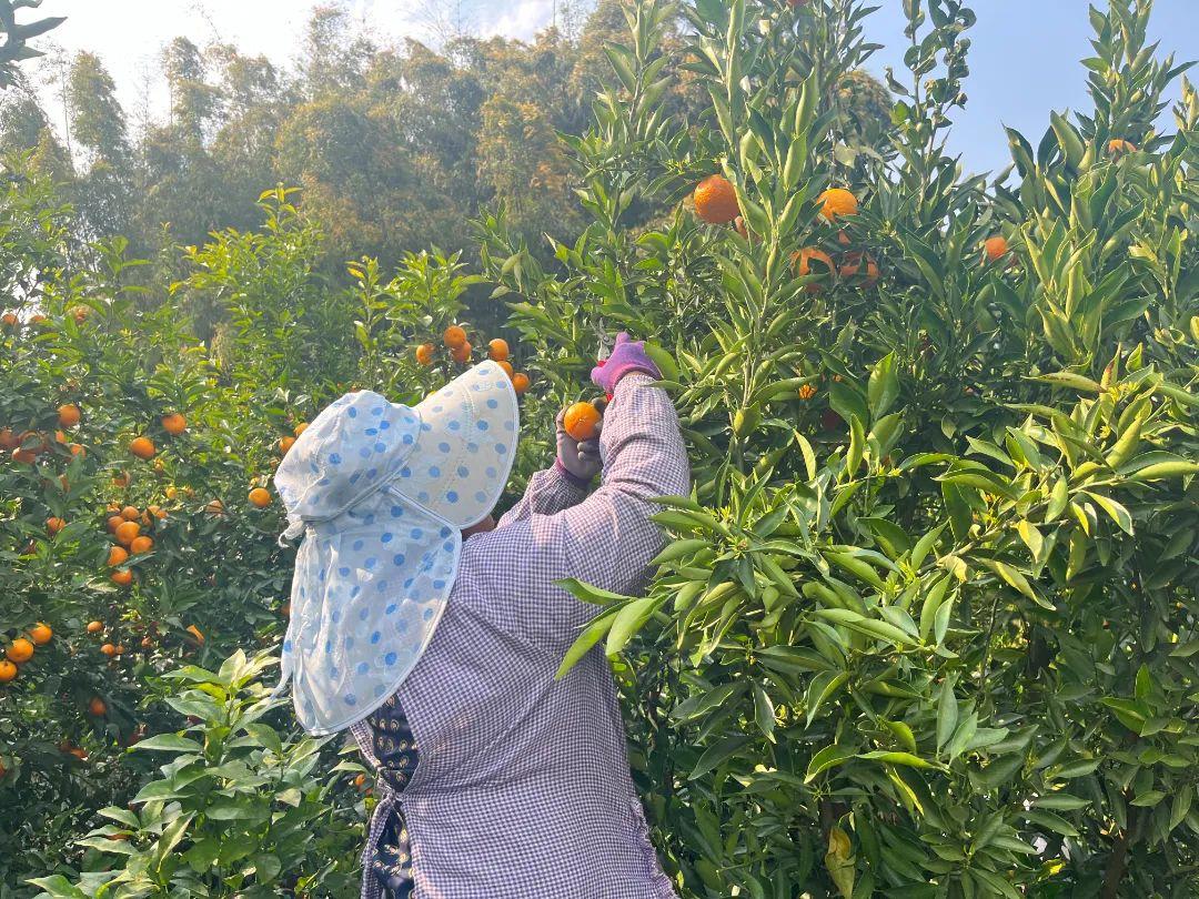 阳春三月，芒棒镇张家村柑橘丰收，乡村振兴引来甜蜜时刻