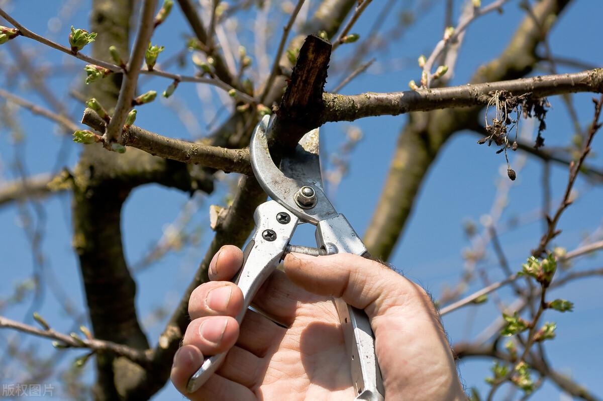 樱桃树的种植和移栽技巧，选择优质树苗和合适位置