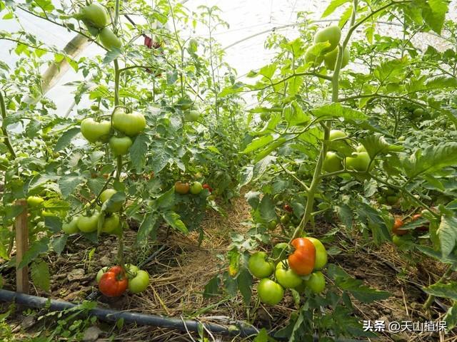 种植番茄的方法与技巧，轻松在家打造营养美味