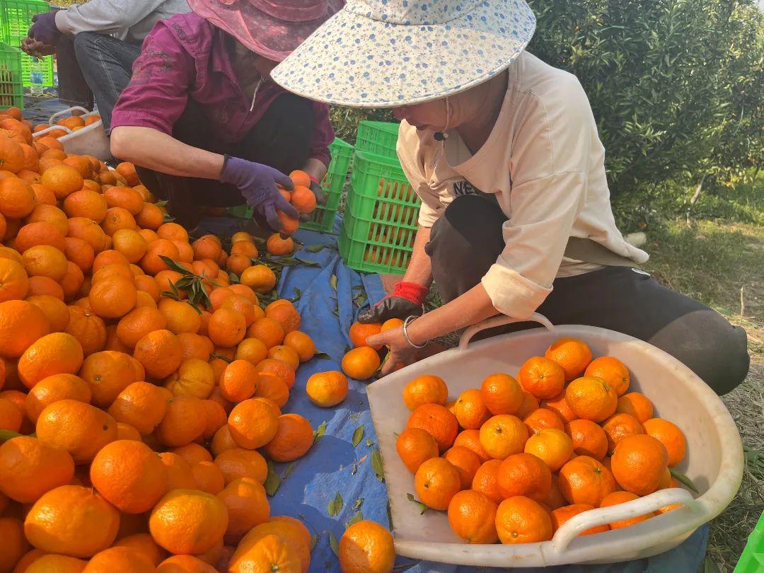 阳春三月，芒棒镇张家村柑橘丰收，乡村振兴引来甜蜜时刻