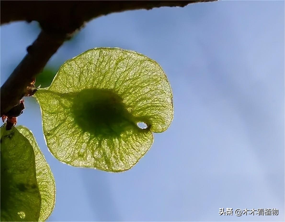 榆钱的花与果实形态揭秘！含铁量超菠菜，吃了可有“余钱”！