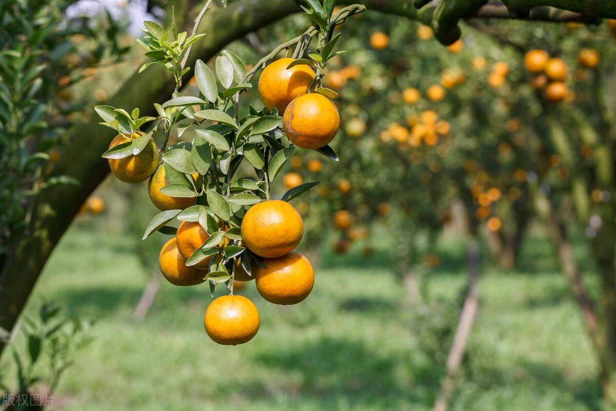 柑橘全年施肥技巧大揭秘！春梢期到快速膨大期，应如何施肥？