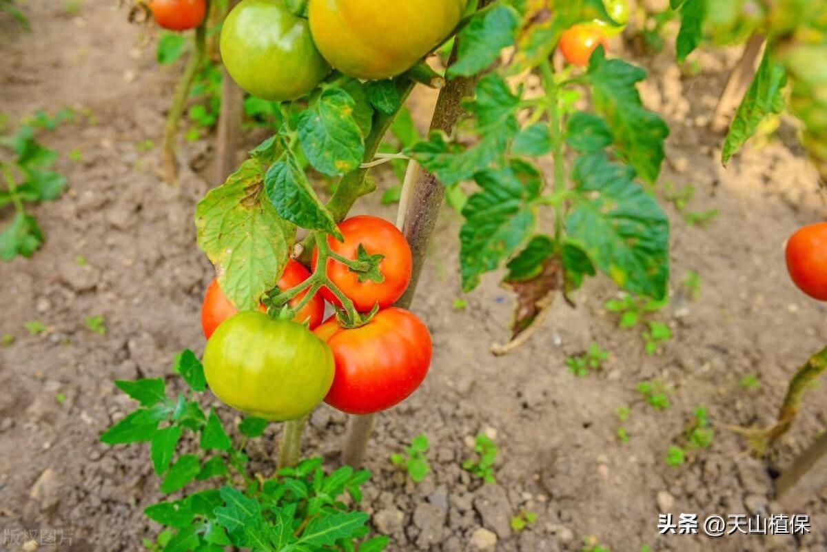 种植番茄的方法与技巧，轻松在家打造营养美味-安远脐橙