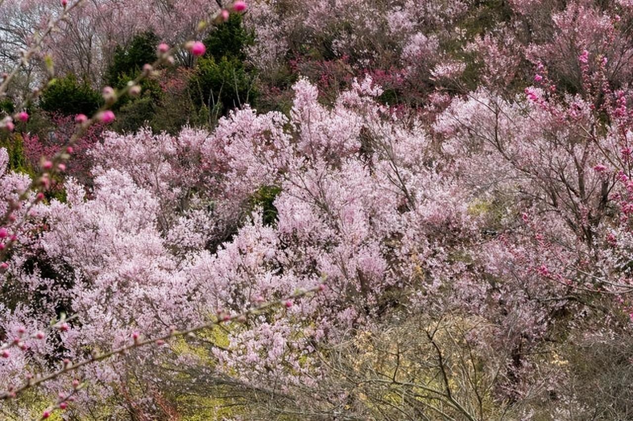 樱桃树的种植和移栽技巧，选择优质树苗和合适位置