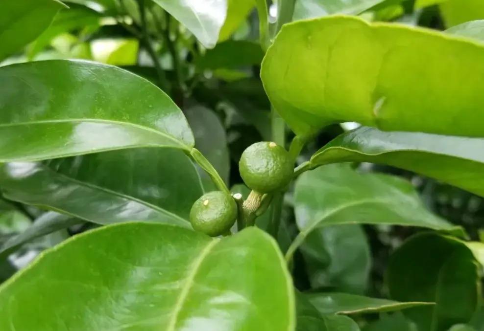 如何应对雨后柑橘果实严重掉落的问题？管理技巧大揭秘！