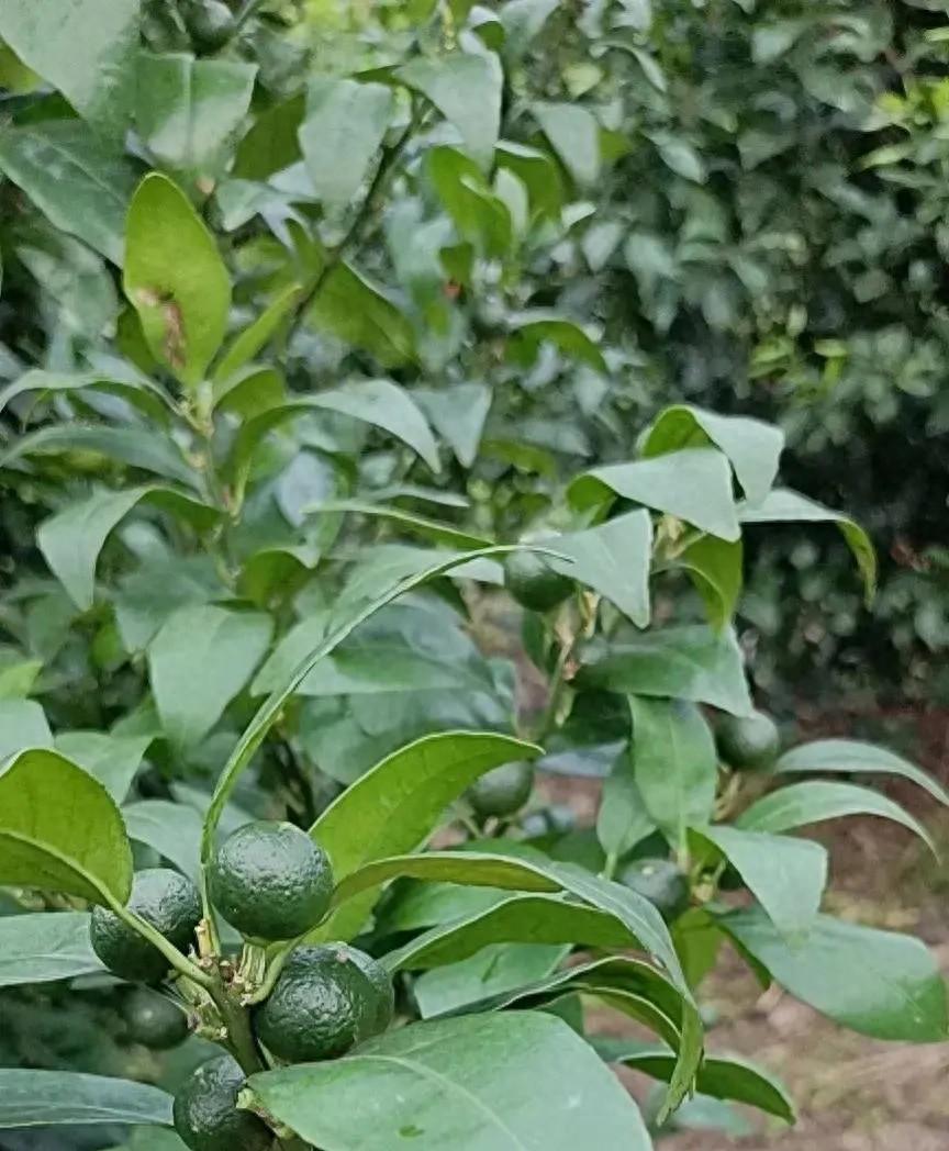 如何应对雨后柑橘果实严重掉落的问题？管理技巧大揭秘！