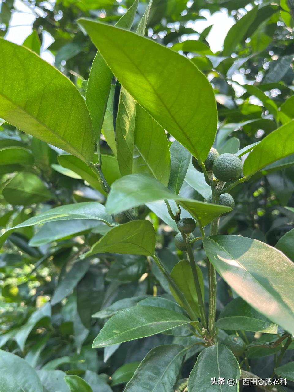 图片[1]-广西柑橘种植管理技术与赚钱秘籍分享-安远脐橙网-江西赣南脐橙批发、零售、代理综合信息平台