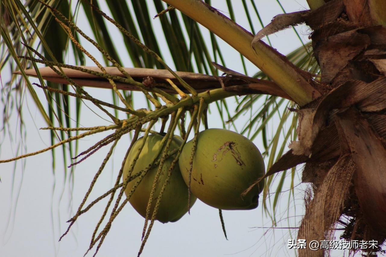 椰子妈妈的智慧传播：借助海浪畅游远方的种子之旅