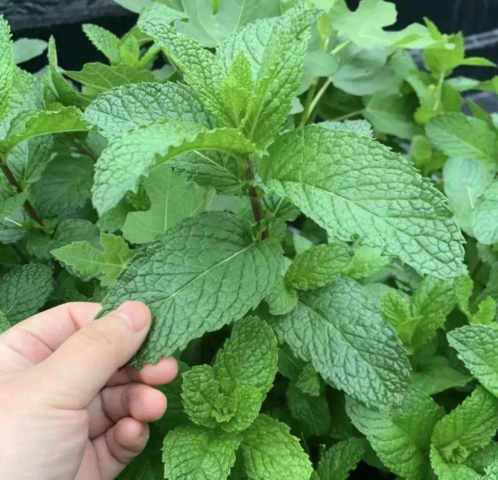 漂亮又养人的三种花卉植物，美化家居健康养心