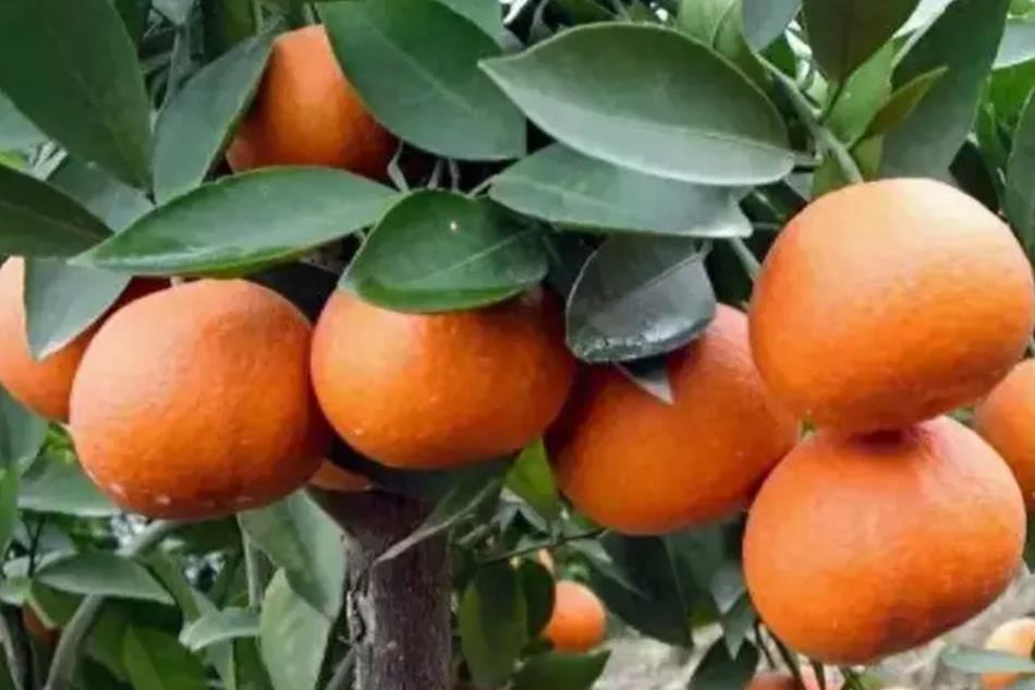中国特色柑橘大雅柑和南宁沃柑的品种特点对比-安远脐橙