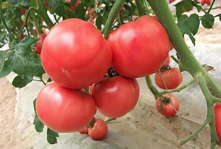 秋茬番茄种植施肥技巧，助你种出高产好番茄！-安远脐橙