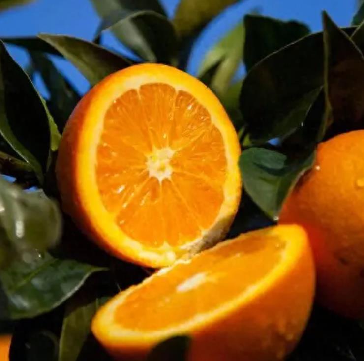 图片[1]-丰富口感多汁的橙子品种推荐，包括脐橙、血橙和甜橙等-安远脐橙