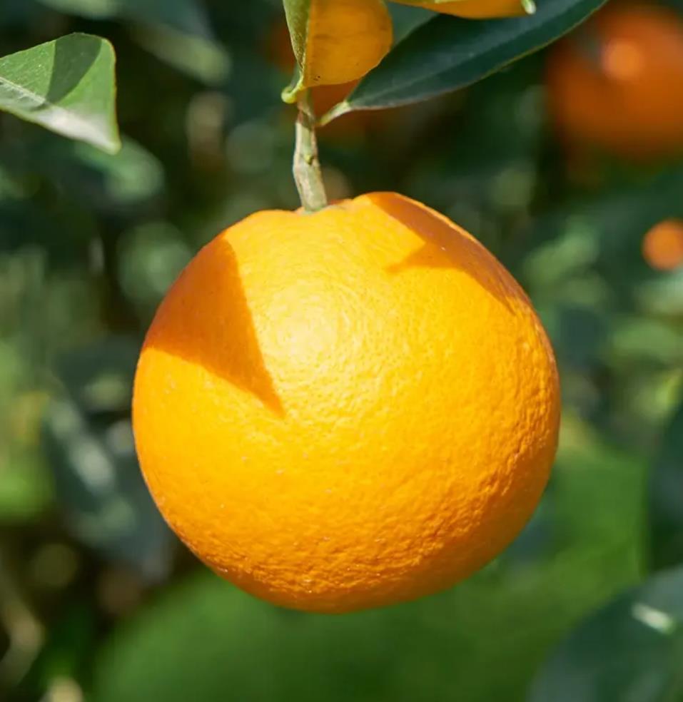 图片[2]-丰富口感多汁的橙子品种推荐，包括脐橙、血橙和甜橙等-安远脐橙