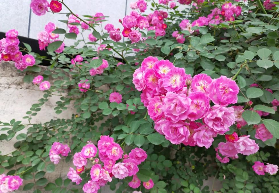 图片[1]-蔷薇花的美丽、栽培与药用价值：领略蔷薇的魅力与功效-安远脐橙