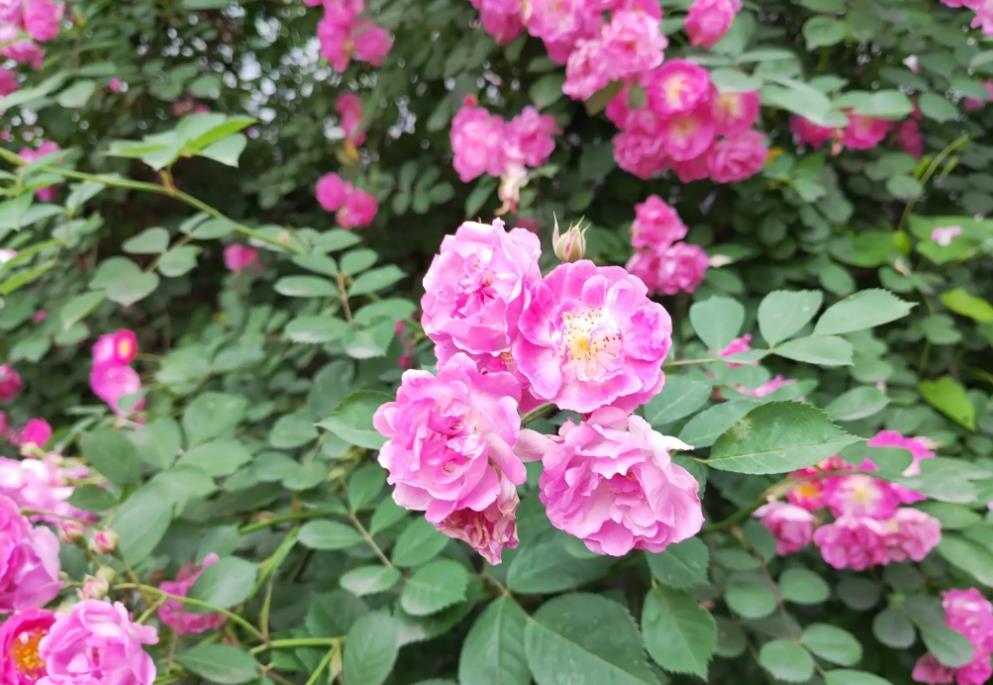图片[2]-蔷薇花的美丽、栽培与药用价值：领略蔷薇的魅力与功效-安远脐橙