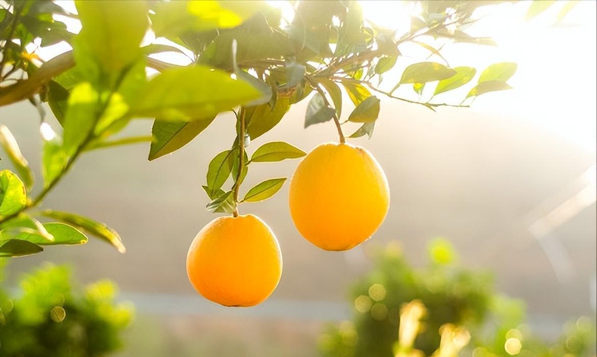 赣南脐橙价格变迁：果园与市场的差异及背后原因