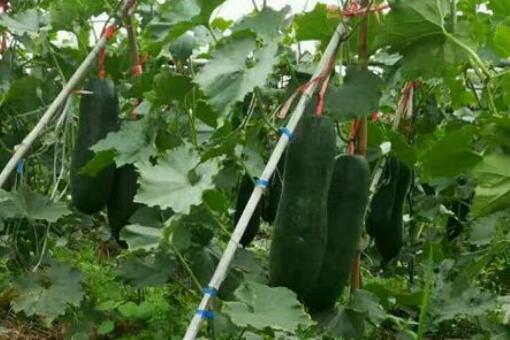黑皮冬瓜种植秘籍：从播种到采摘，一网打尽！
