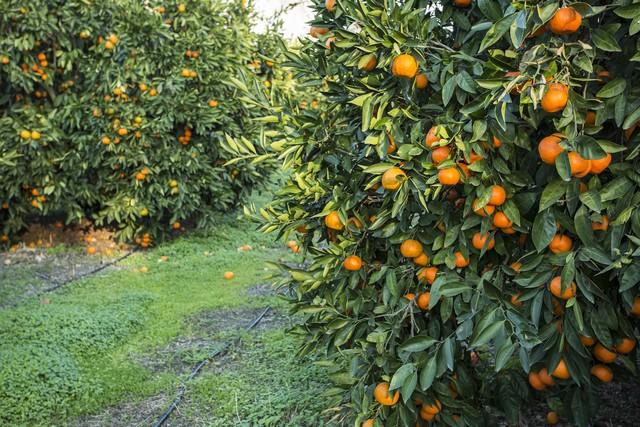 柑橘树膨果期的秘密：施肥、浇水、授粉、除虫一应俱全