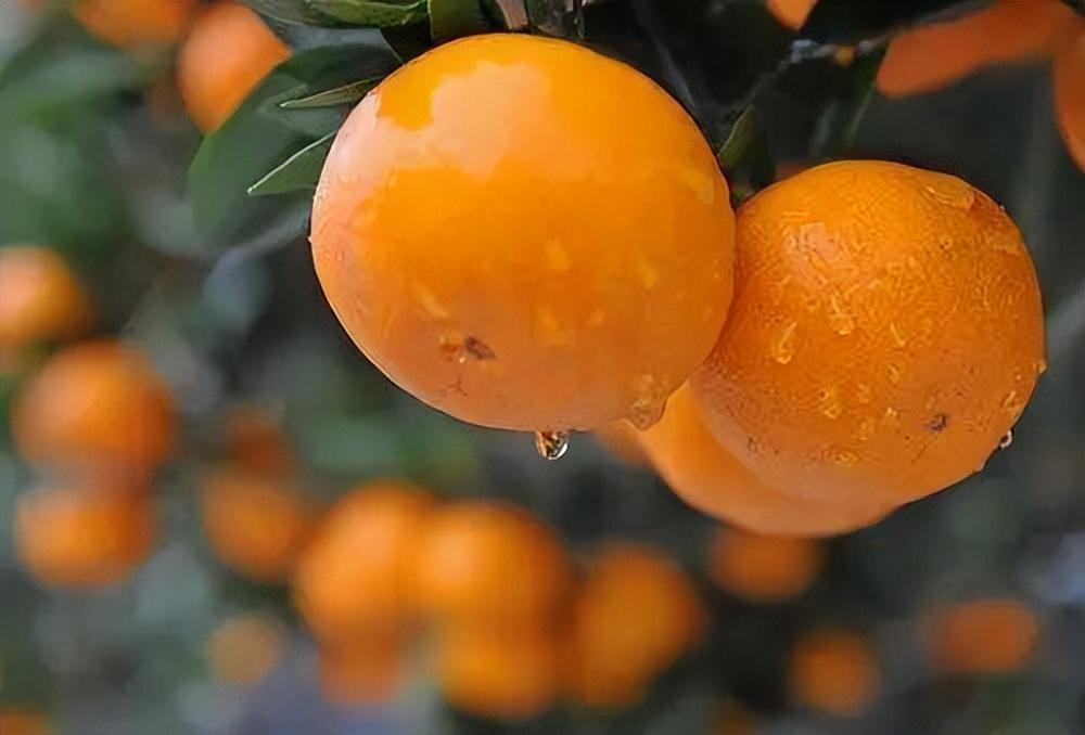 鄂西湘西绿色食品宽皮柑橘生产规程：园地技术要求、品种选择、栽植与田间管理