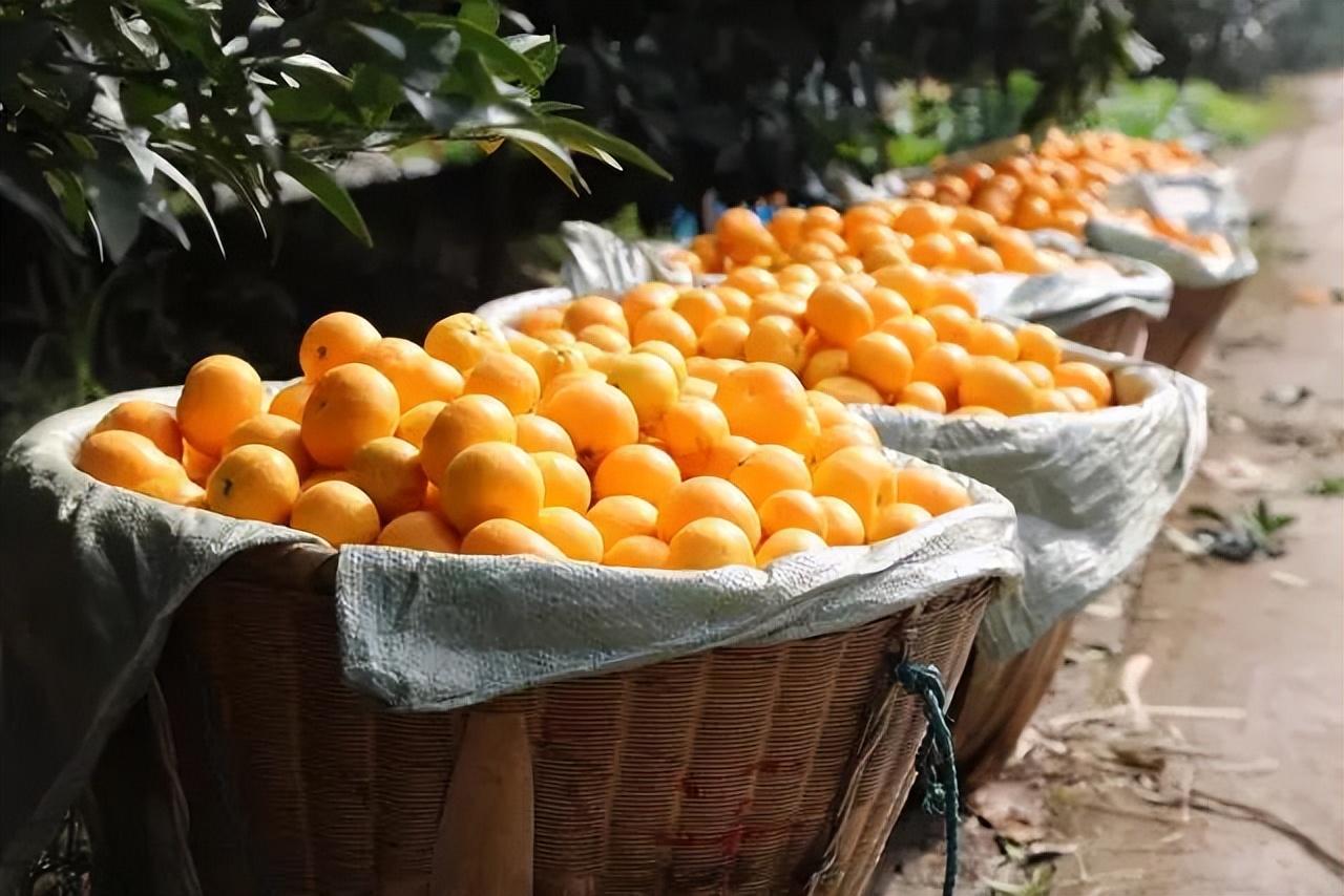 鄂西湘西绿色食品宽皮柑橘生产规程：园地技术要求、品种选择、栽植与田间管理