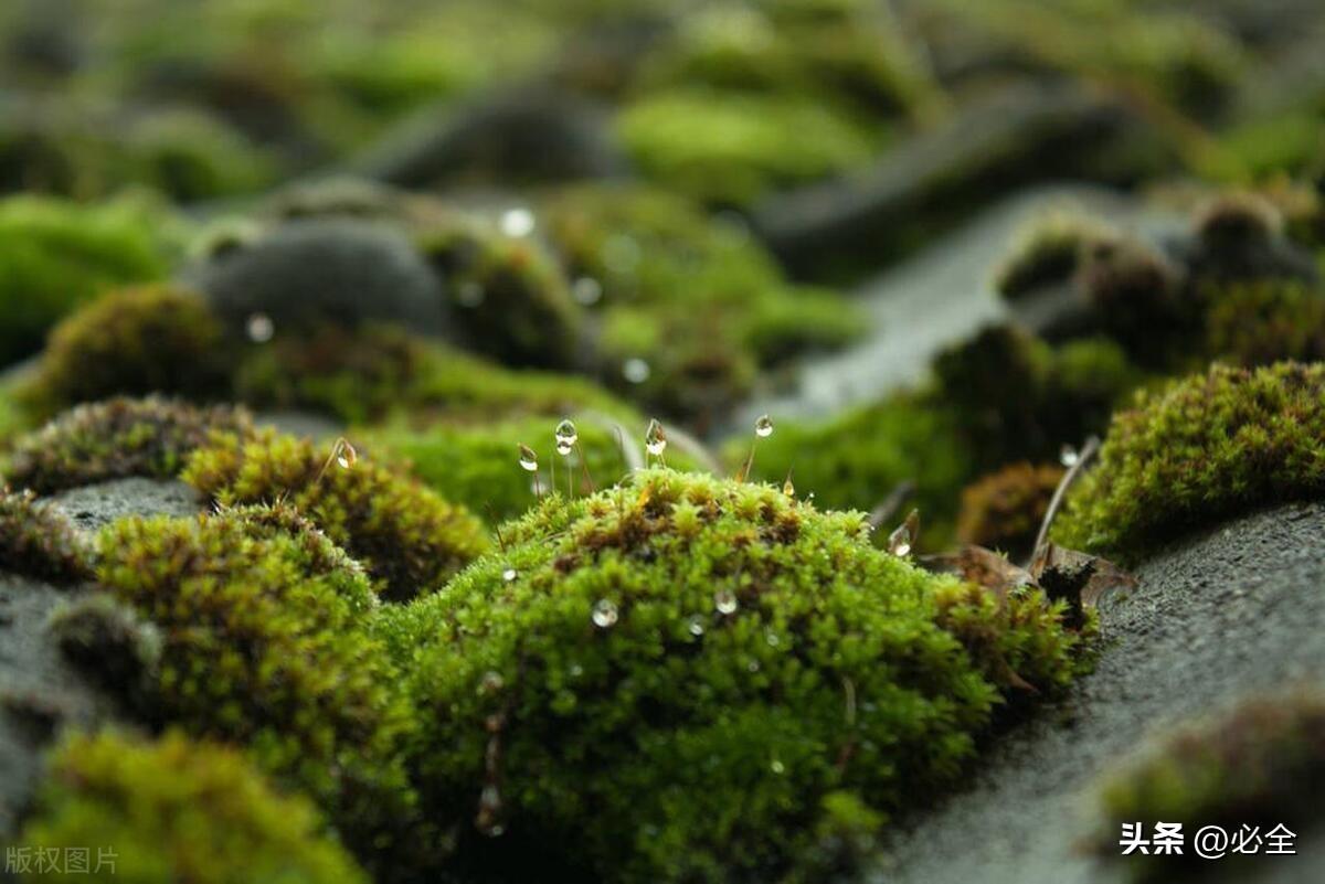 中国国际湿地公约指定的30处湿地及常用湿地植物种类和种植要求