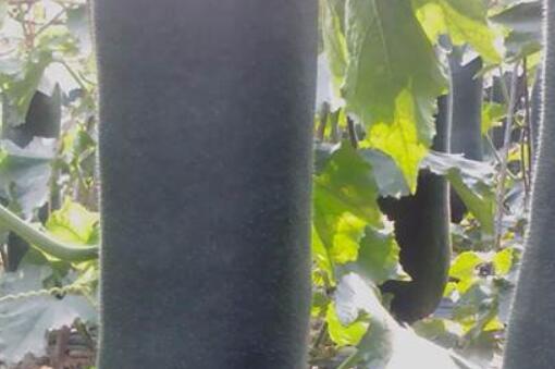 黑皮冬瓜种植秘籍：从播种到采摘，一网打尽！-安远脐橙
