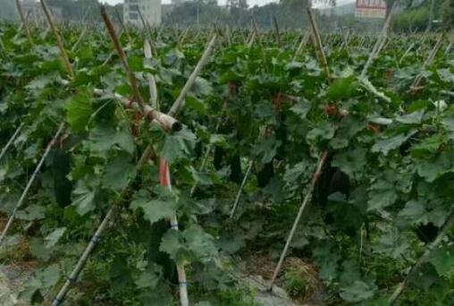 黑皮冬瓜种植秘籍：从播种到采摘，一网打尽！