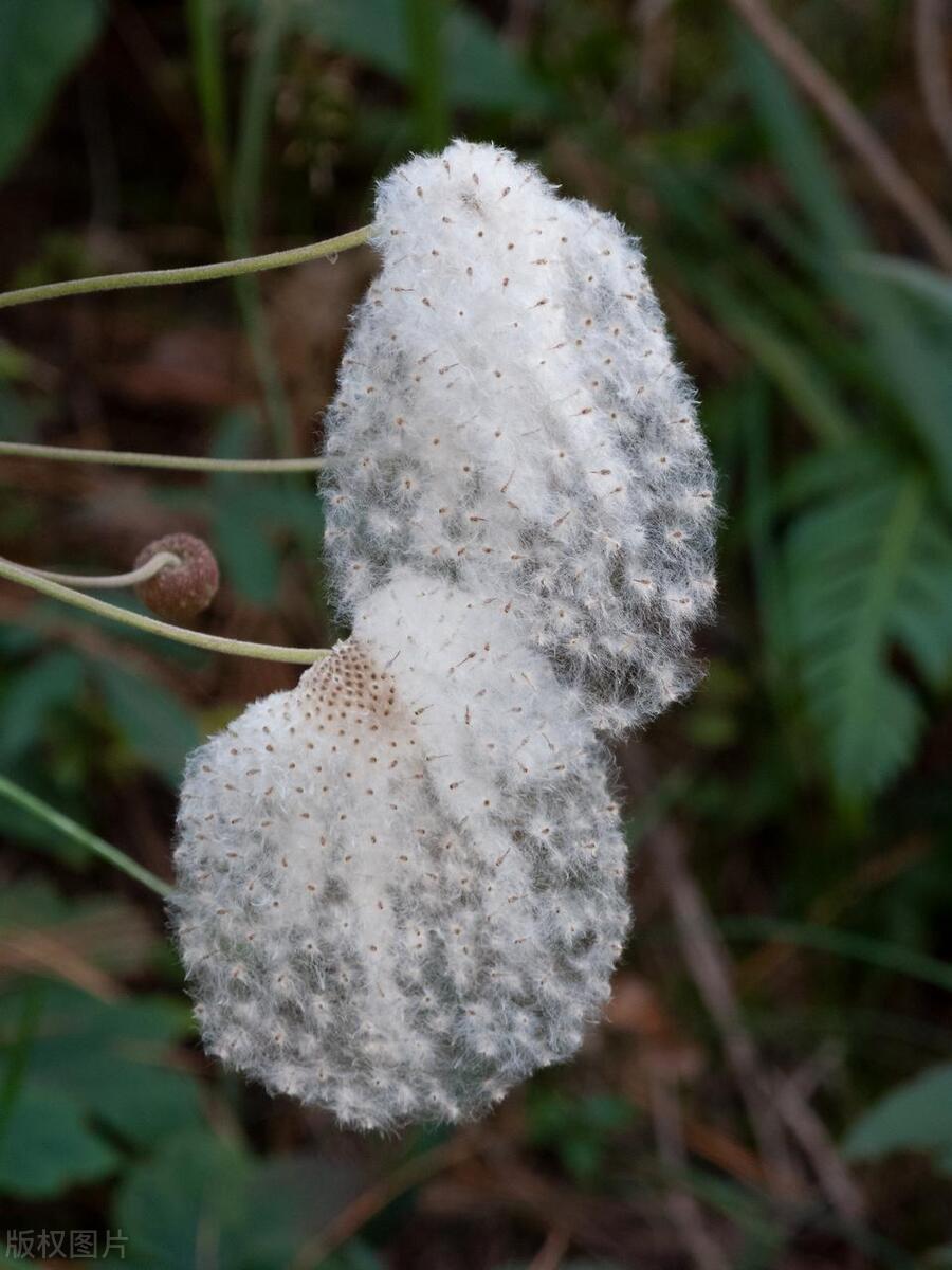 野棉花的价值与用途，防寒止血还有药用价值